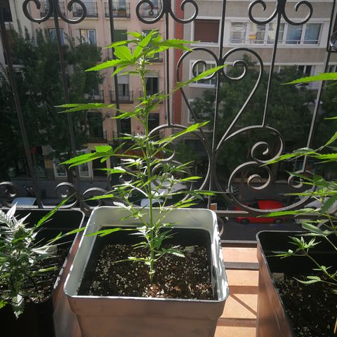 Auto White Widow growlog timeline photo