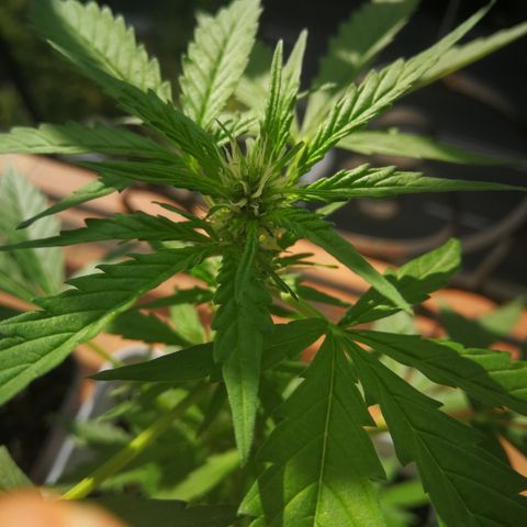 Auto White Widow growlog timeline photo