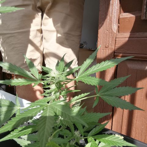 Critical Auto CBD growlog timeline photo