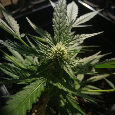 Critical Auto CBD growlog timeline photo