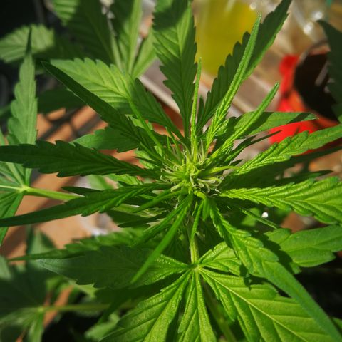 Critical Auto CBD growlog timeline photo