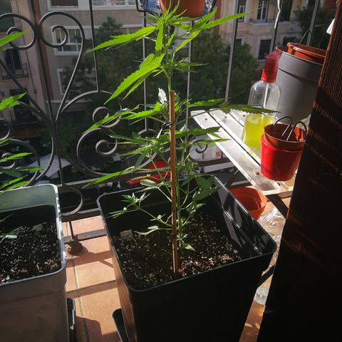 Critical Auto CBD growlog timeline photo