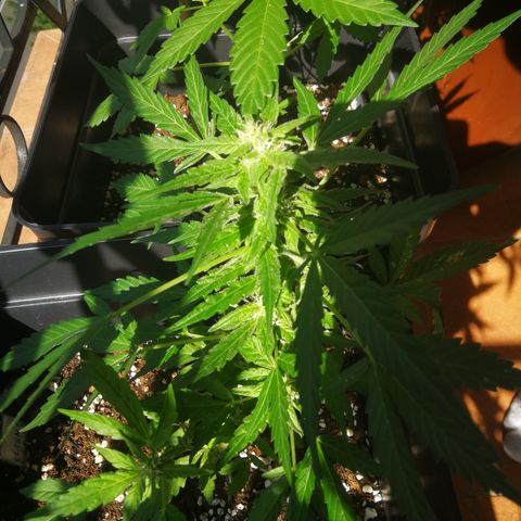Critical Auto CBD growlog timeline photo