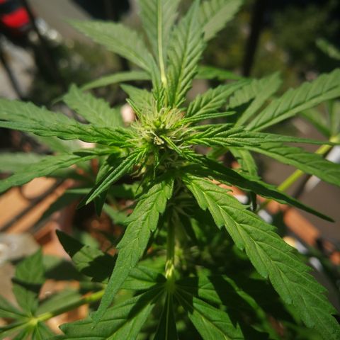 Auto White Widow growlog timeline photo