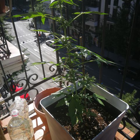 Auto White Widow growlog timeline photo