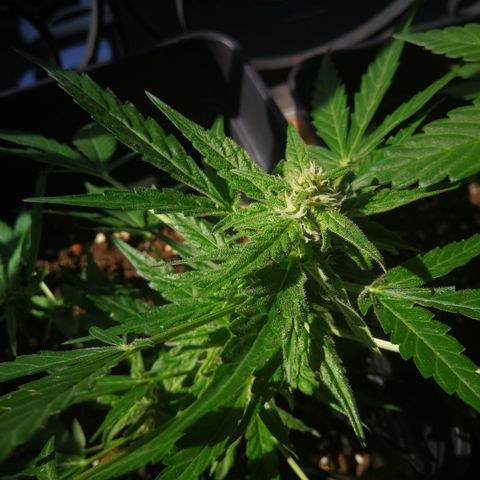 Critical Auto CBD growlog timeline photo