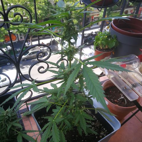 Auto White Widow growlog timeline photo