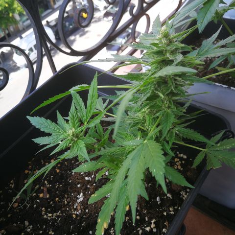 Critical Auto CBD growlog timeline photo