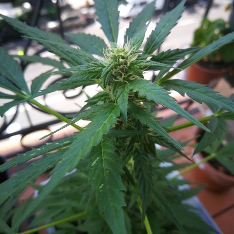 Auto White Widow growlog timeline photo