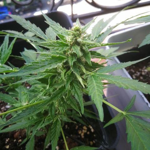 Critical Auto CBD growlog timeline photo