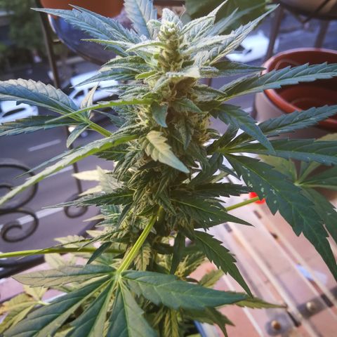 Auto White Widow growlog timeline photo