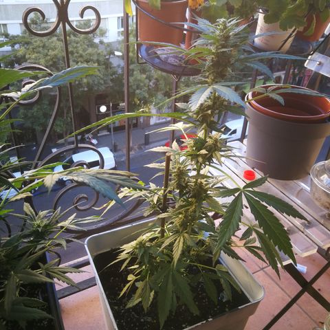 Auto White Widow growlog timeline photo