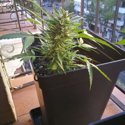 Critical Auto CBD growlog timeline photo