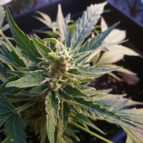Critical Auto CBD growlog timeline photo