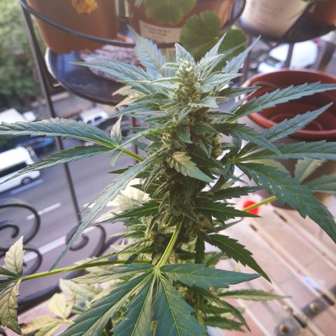 Auto White Widow growlog timeline photo