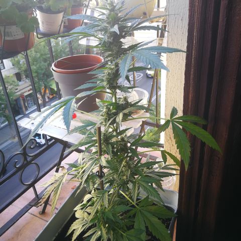 Auto White Widow growlog timeline photo