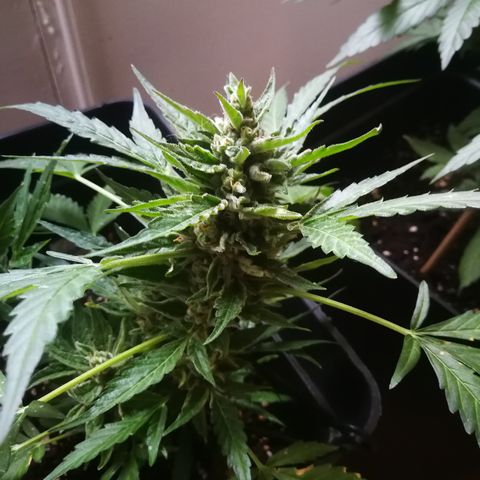 Critical Auto CBD growlog timeline photo