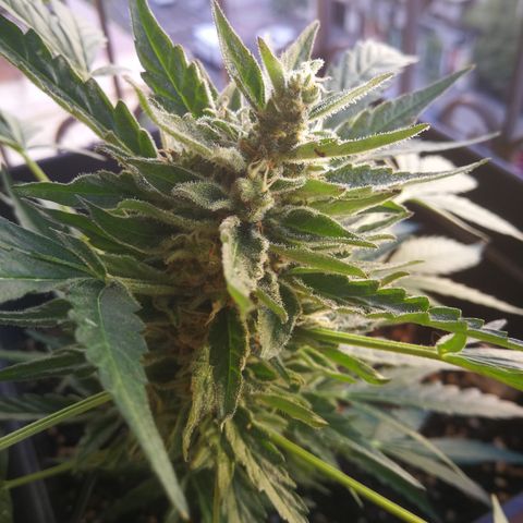Critical Auto CBD growlog timeline photo