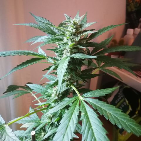 Auto White Widow growlog timeline photo