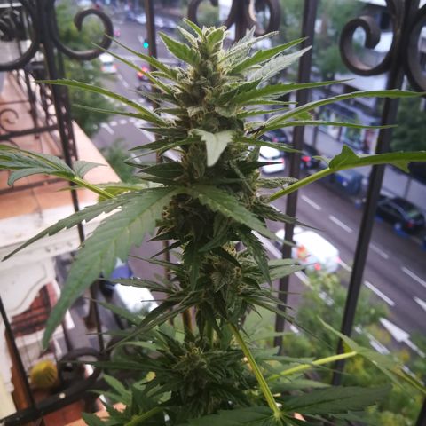 Auto White Widow growlog timeline photo