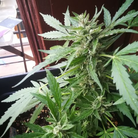 Critical Auto CBD growlog timeline photo