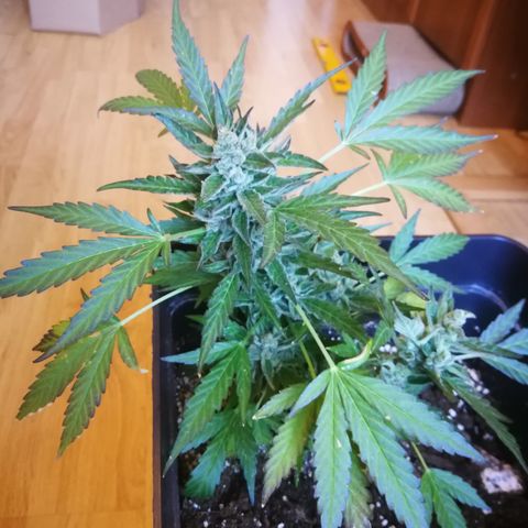 Critical Auto CBD growlog timeline photo