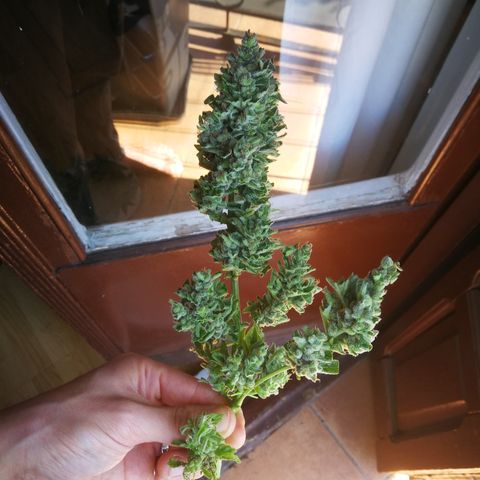 Critical Auto CBD growlog timeline photo