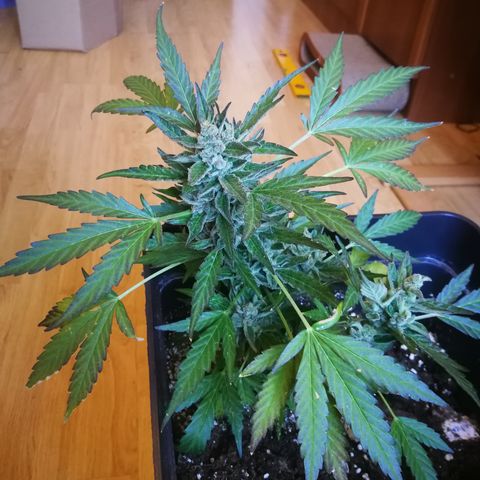 Critical Auto CBD growlog timeline photo