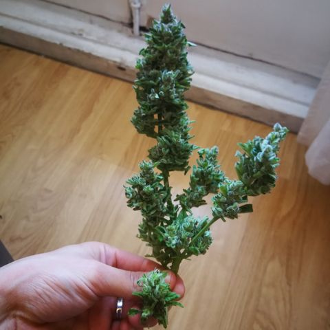 Critical Auto CBD growlog timeline photo