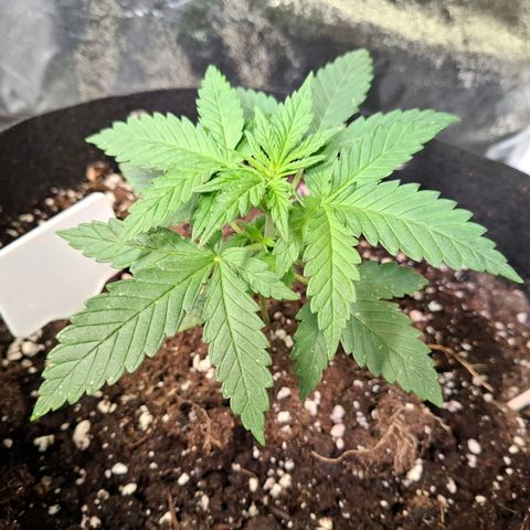 OG Kush growlog timeline photo