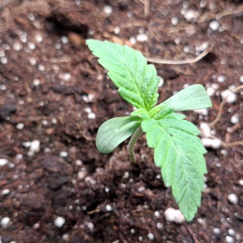 G13 Haze growlog timeline photo