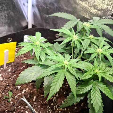 OG Kush growlog timeline photo