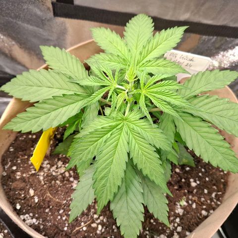 OG Kush growlog timeline photo