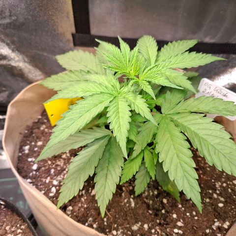 OG Kush growlog timeline photo