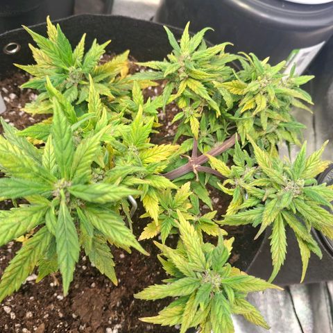 OG Kush growlog timeline photo