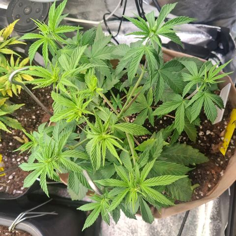 OG Kush growlog timeline photo
