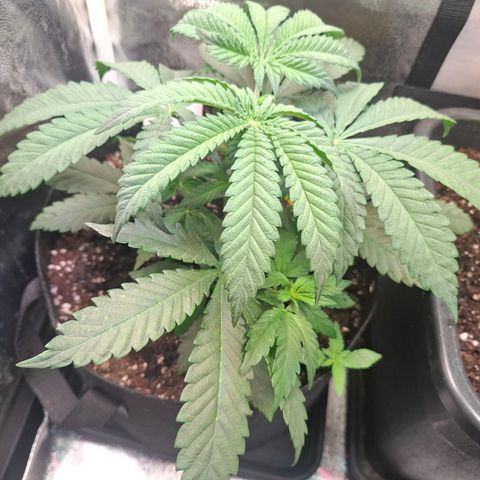 G13 Haze growlog timeline photo