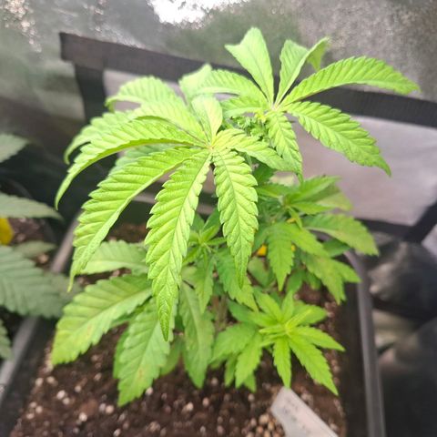 G13 Haze growlog timeline photo