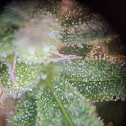 OG Kush growlog timeline photo