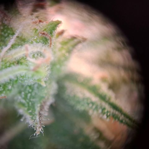 OG Kush growlog timeline photo