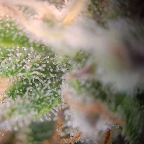 G13 Haze growlog timeline photo