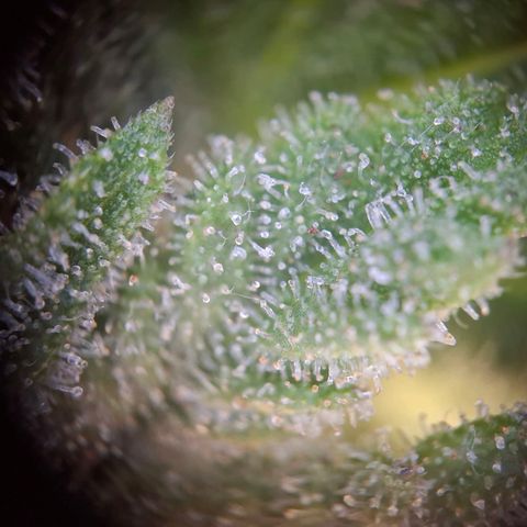 G13 Haze growlog timeline photo