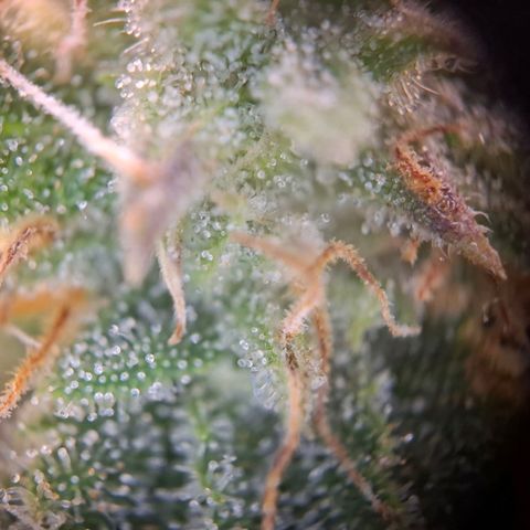 OG Kush growlog timeline photo