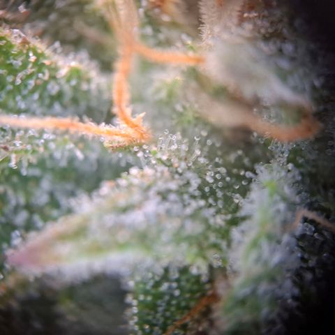 OG Kush growlog timeline photo