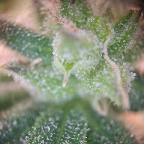 OG Kush growlog timeline photo