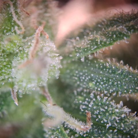 OG Kush growlog timeline photo