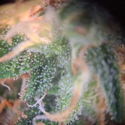 Acapulco Gold growlog timeline photo