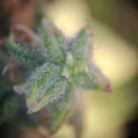 Acapulco Gold growlog timeline photo