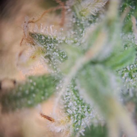 Acapulco Gold growlog timeline photo