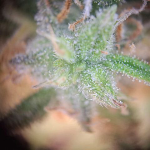Acapulco Gold growlog timeline photo